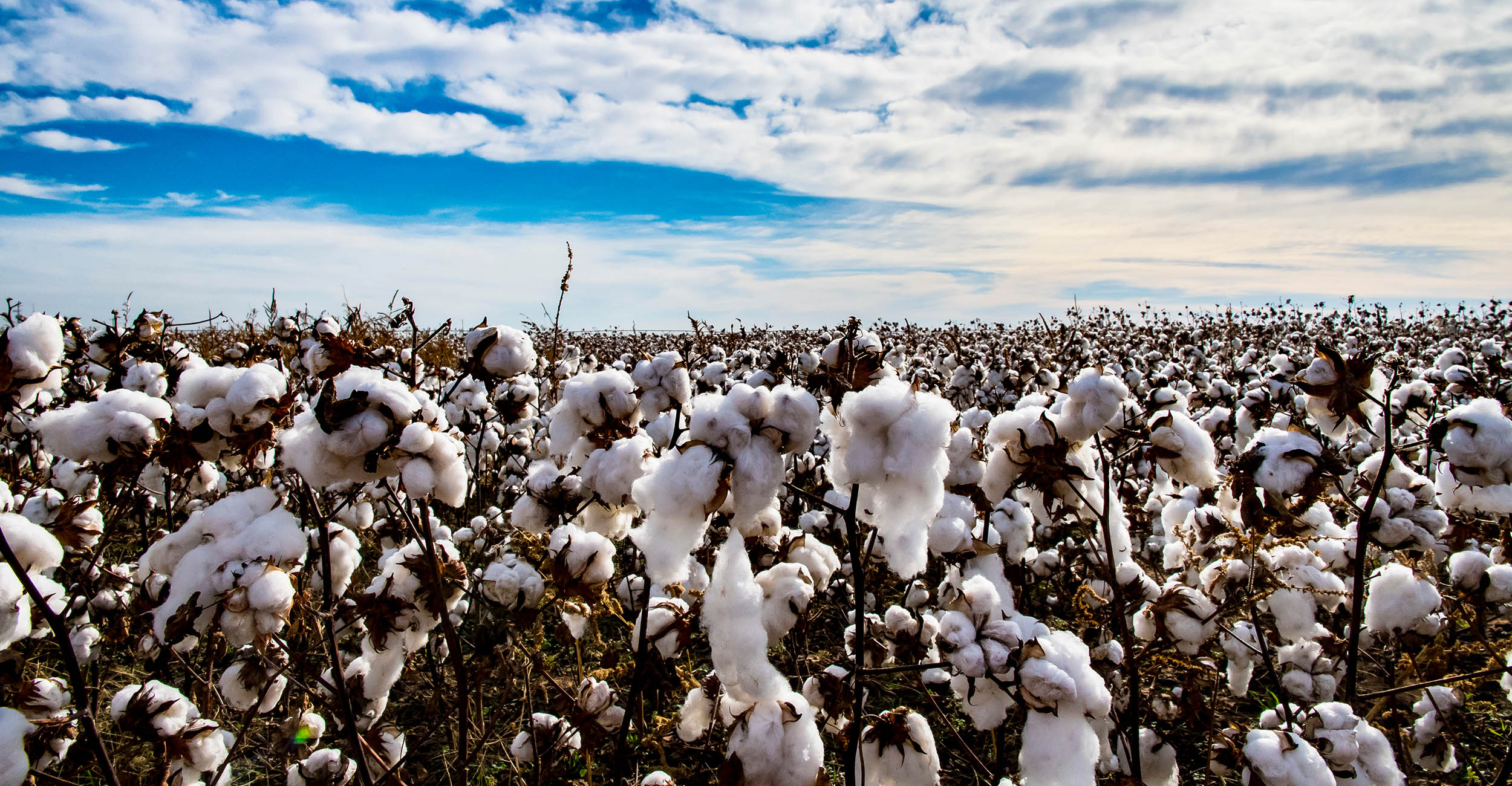 Image of a cotton field.