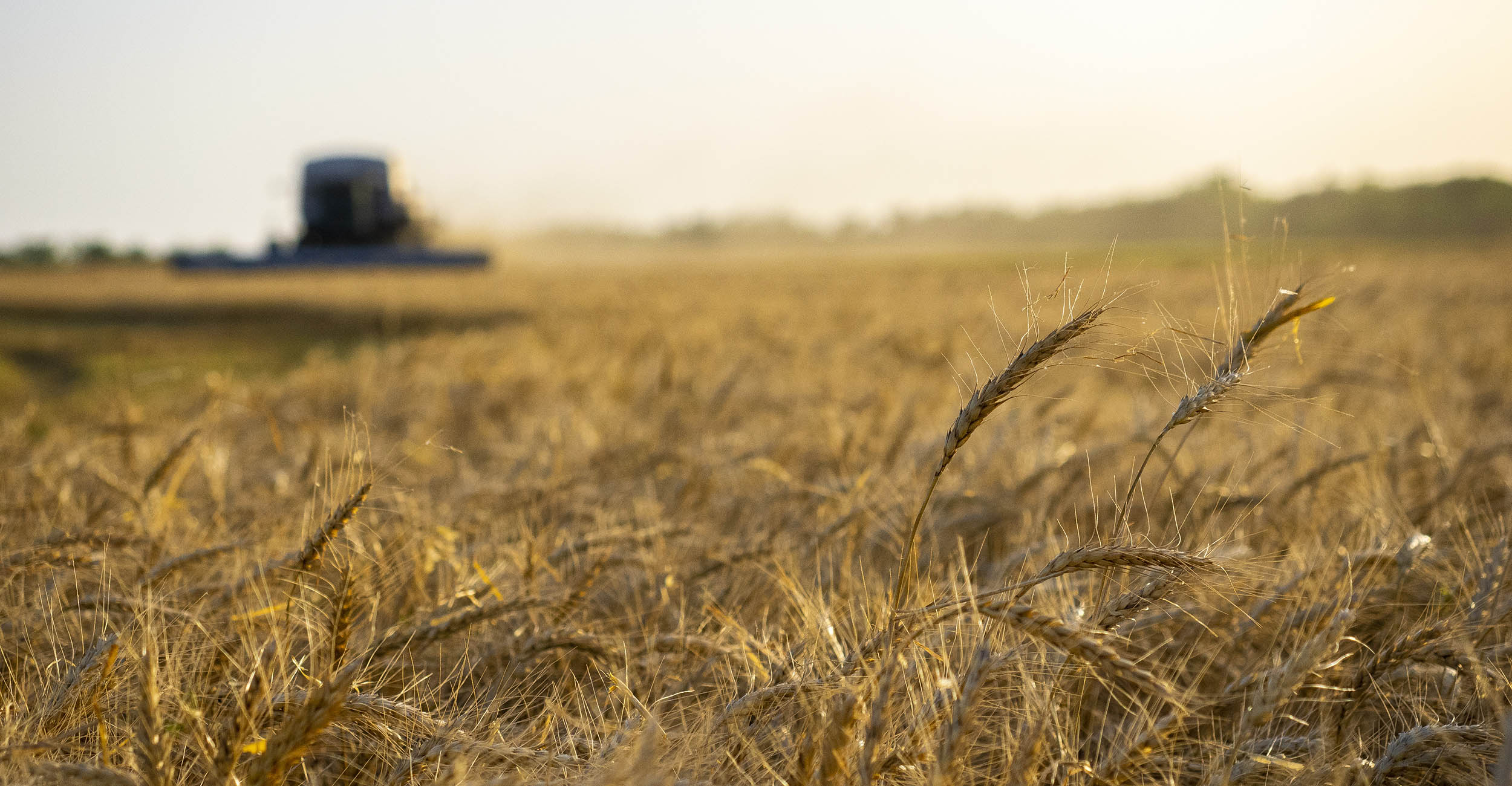 Oklahoma wheat harvest is 75 complete Oklahoma State University