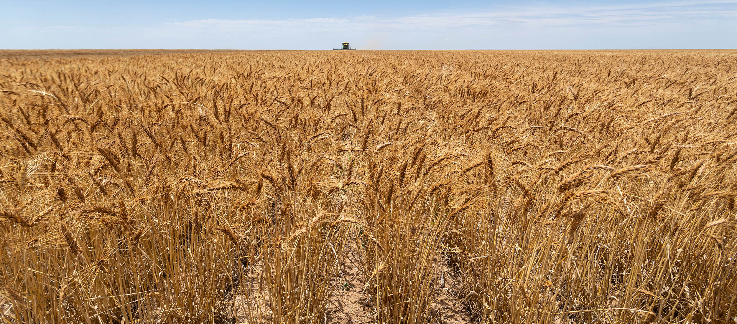 2022 winter wheat drought.