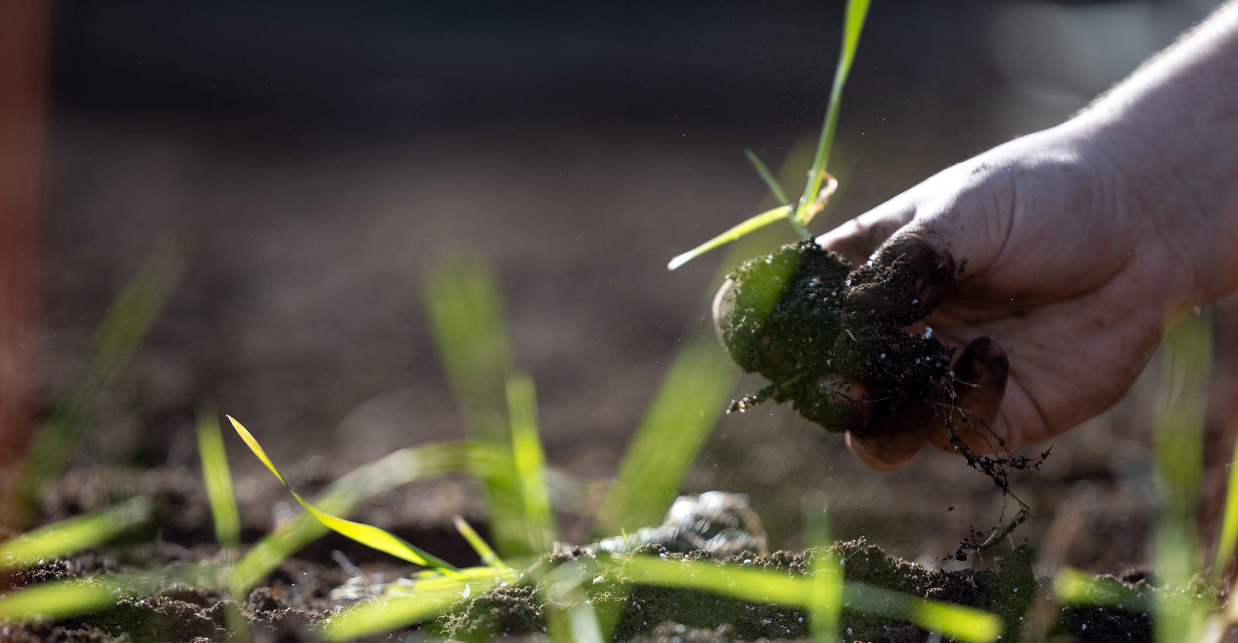 A hand picking up soil from a field
