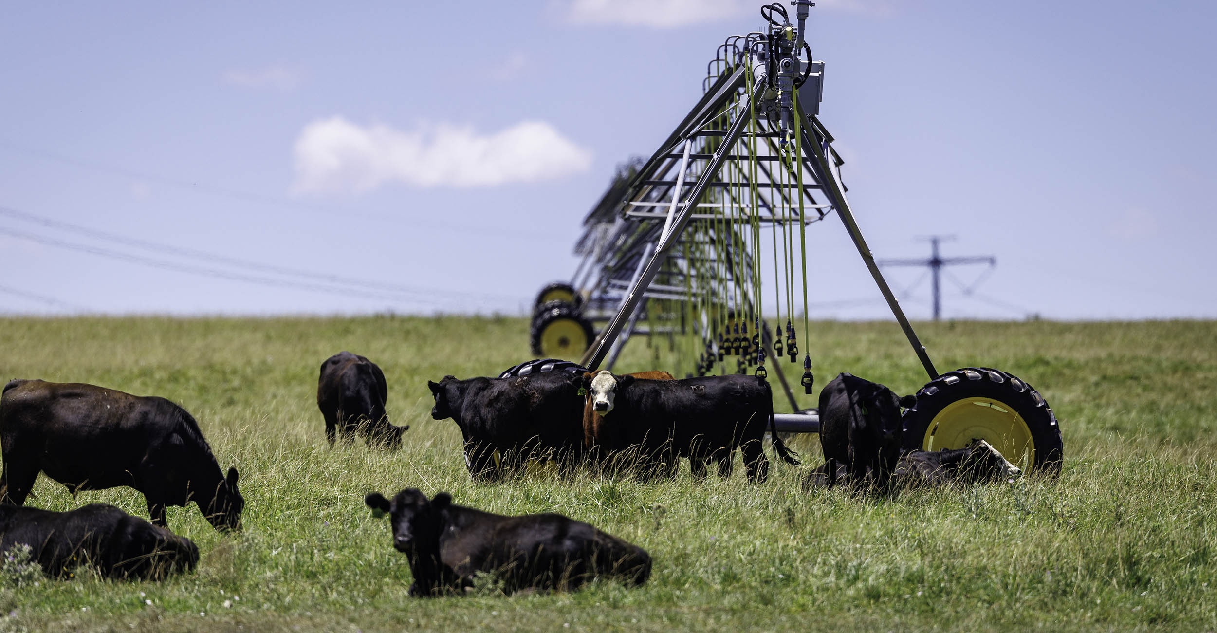 A group of cattle stands in an open field near an irrigation system.
