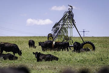 A group of cattle stands in an open field near an irrigation system.