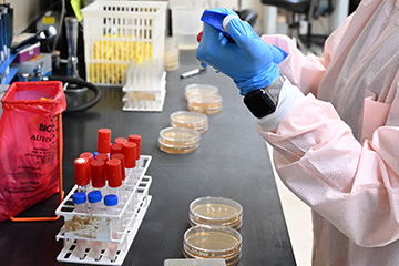 Dr. Caitlin Karolenko works at a laboratory bench in FAPC, using a pipette while preparing samples alongside petri dishes and test tubes.