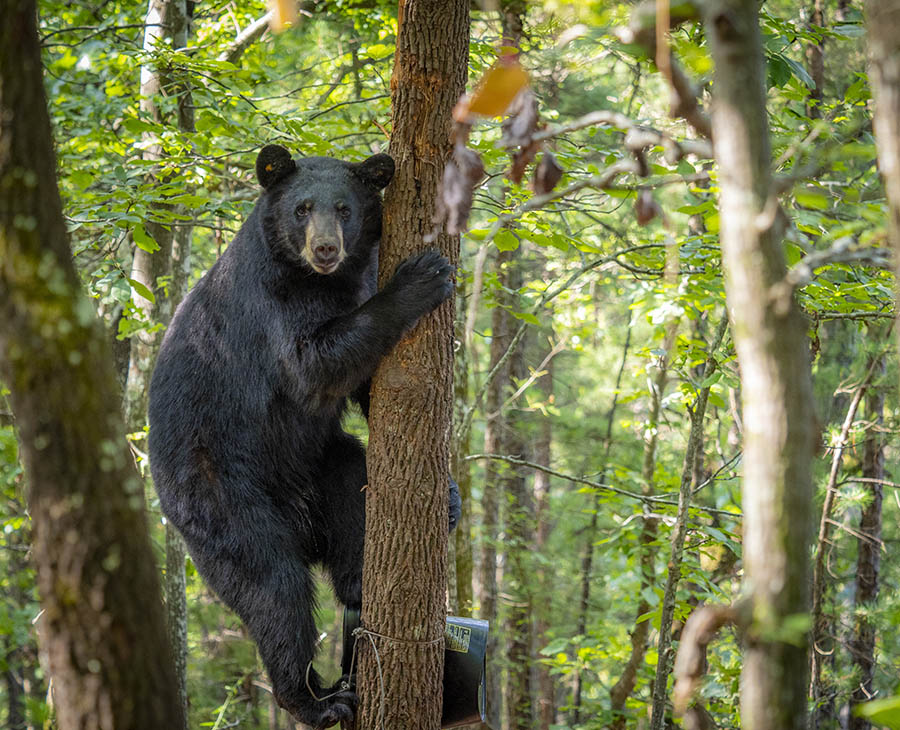 A black bear holding onto the middle of a tree in the woods.