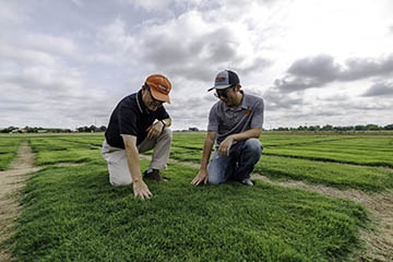 Yanqi Wu, left, and Shuhao Yu kneel and look over their bermudagrass research plots.