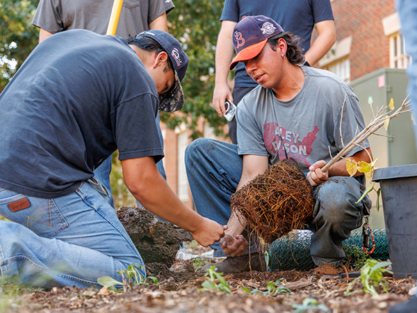 Two OSU students kneel in the Heritage Garden planting area as one holds a young plant with exposed roots and the other works the soil around it. Both wear baseball caps and casual clothing, with other volunteers standing nearby during the campus garden planting project.