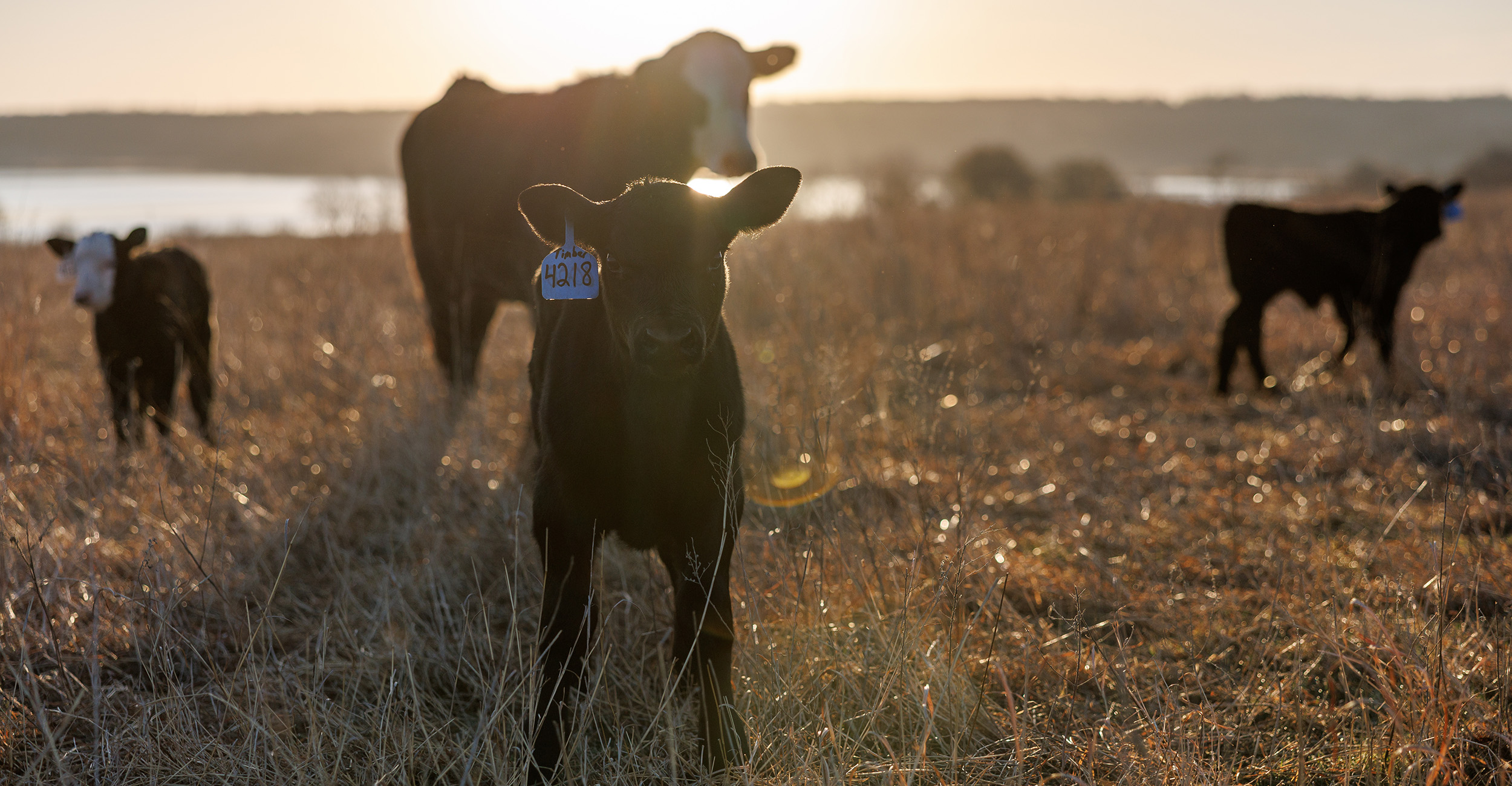 OSU Extension experts offer information on New World screwworm