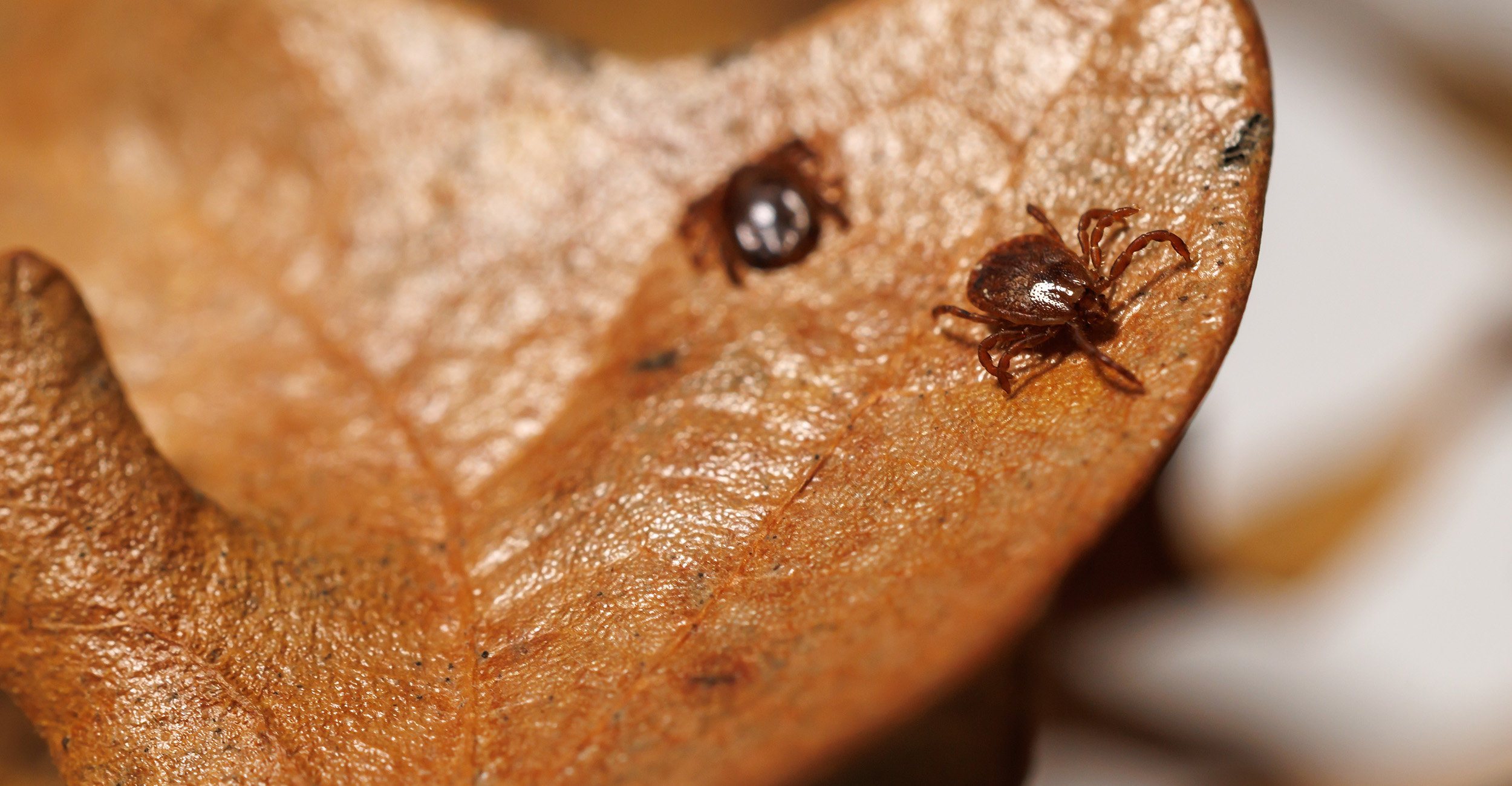 Protecting the herd: OSU Extension tips for managing ticks and flies around cattle this spring
