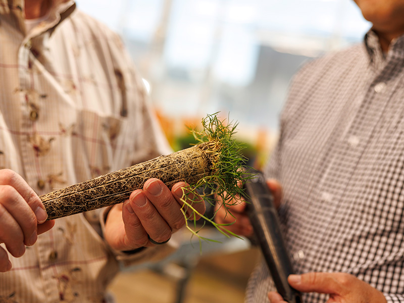 Two people examine a cylindrical turfgrass soil plug with visible roots and shoots, illustrating hands-on evaluation of turfgrass growth in a research or greenhouse setting.