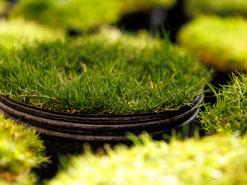 A close-up view shows dense green turfgrass growing in a black plastic pot, illustrating cultivated grass used for planting, research, or landscaping.