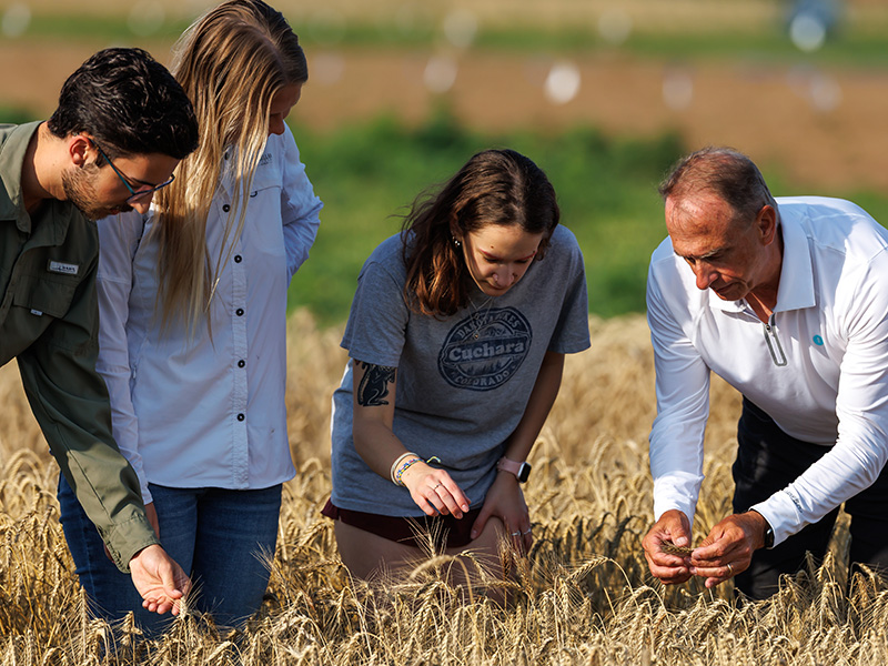 Four people stand in a grain field examining wheat heads up close, illustrating hands-on agricultural field research or crop evaluation.