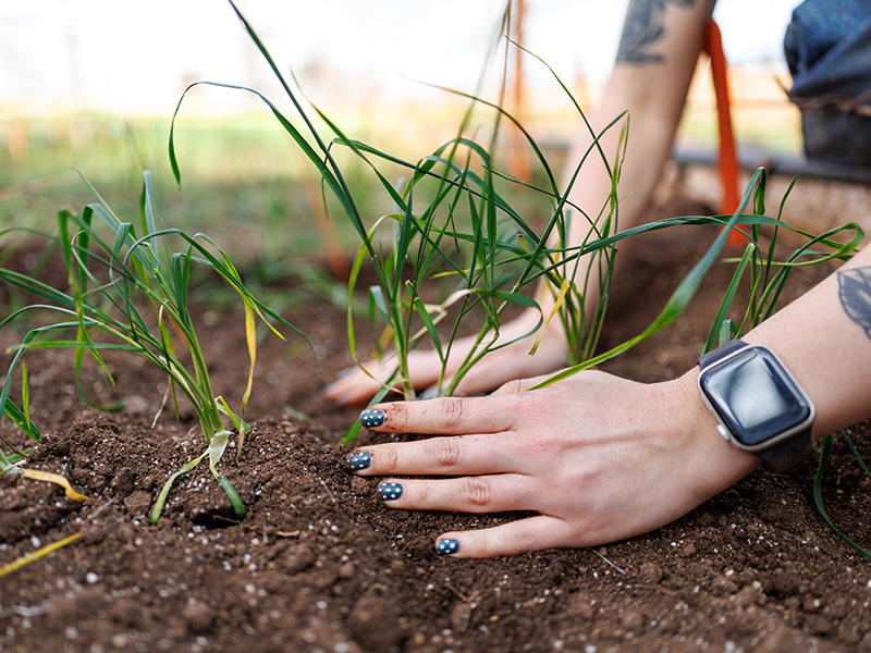A close-up shows hands gently pressing soil around young green seedlings in a garden bed, illustrating hands-on planting or crop care in an agricultural setting.