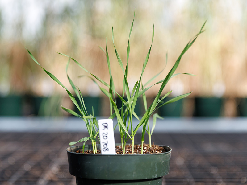 A small pot of young green wheat plants with a visible identification tag sits on a bench, illustrating labeled plant growth in an agricultural research or greenhouse setting.