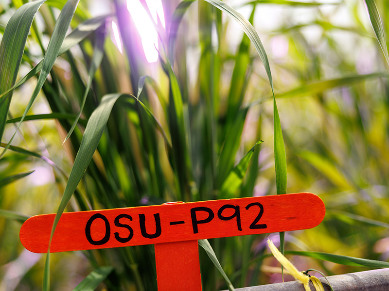 A close-up shows a bright orange plant label reading “OSU‑P92” among tall green plants, identifying a specific crop or research variety in an agricultural growing environment.