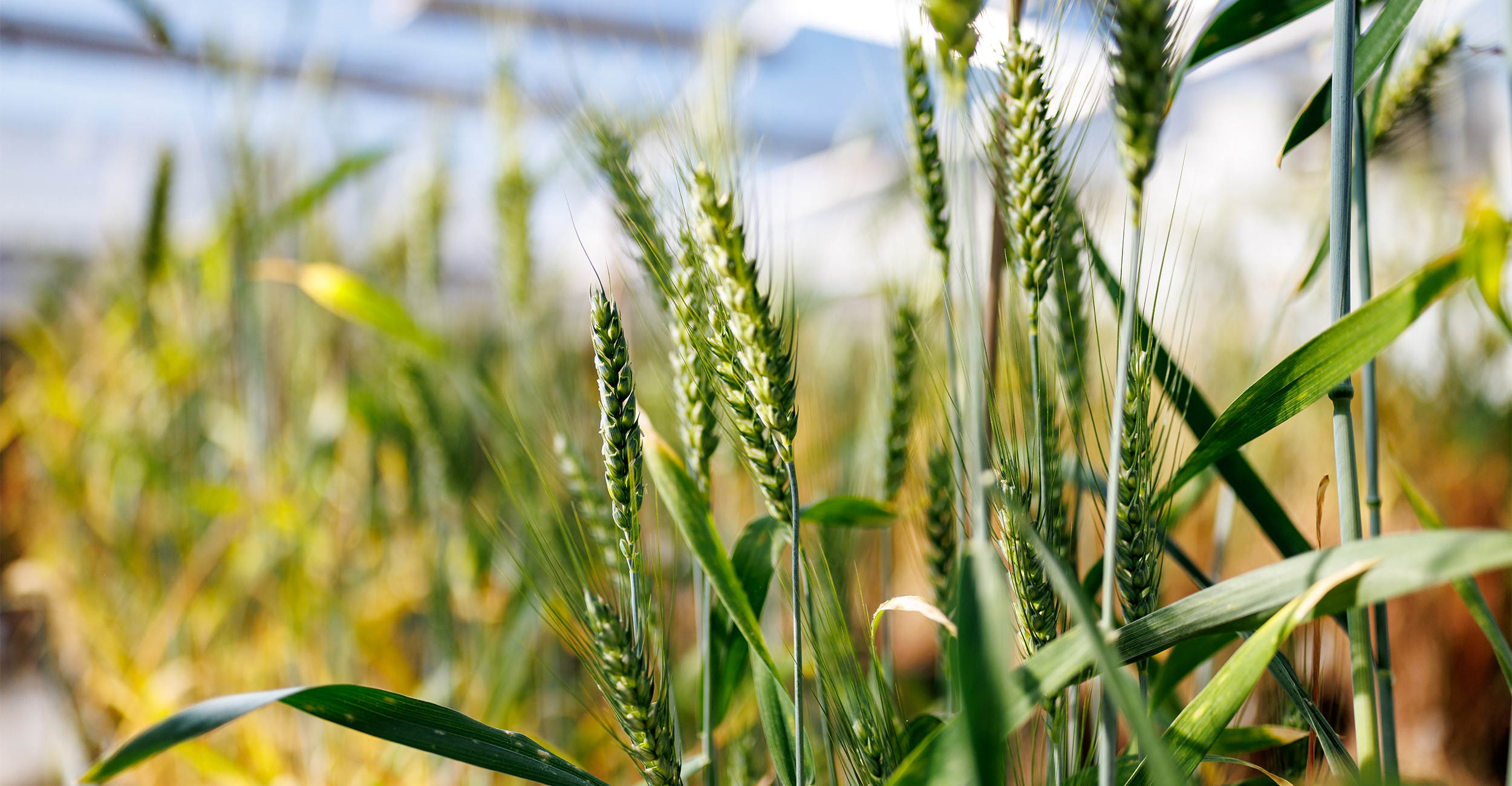 Building the future of agricultural research: OSU secures $40M investment for Agronomy Discovery Center, home to one of the nation’s premier wheat research programs