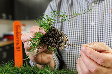 Dr. Yanqi Wu is interviewed by SUNUP to introduce a new turf variety, Endarra 81 at the ridge road greenhouses at Oklahoma State University in Stillwater on Thursday, March 19, 2026. (Photo by Mitchell Alcala/OSU Agriculture)