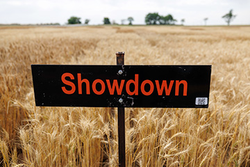 A Showdown sign in a wheat field.