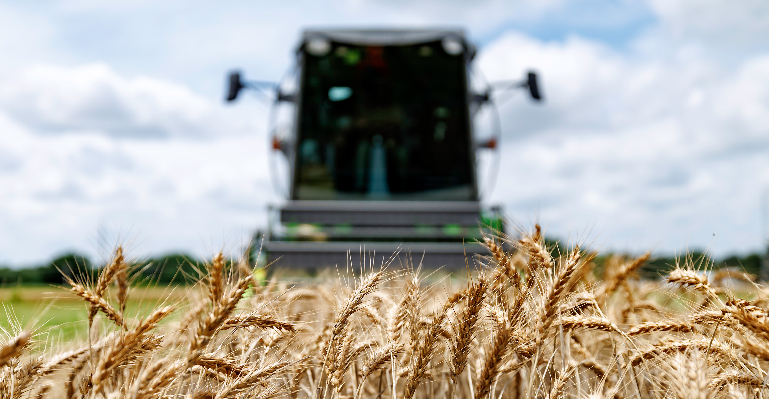 OSU wheat variety trial results available online