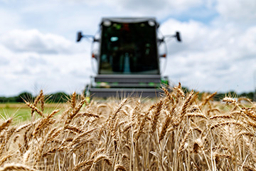A combine harvests a wheat field at the Agronomy Research Station.