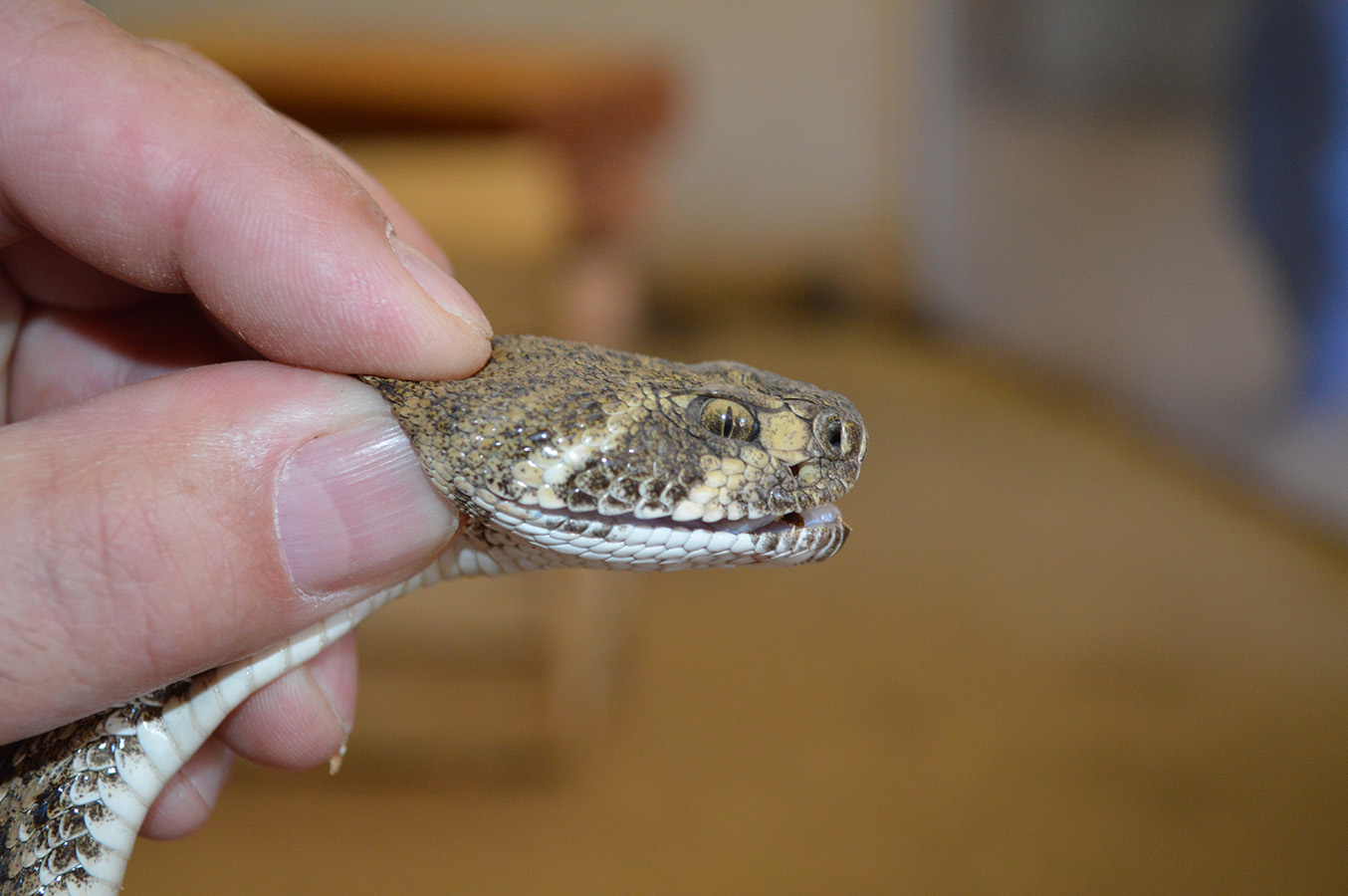 western diamondback rattlesnake fangs