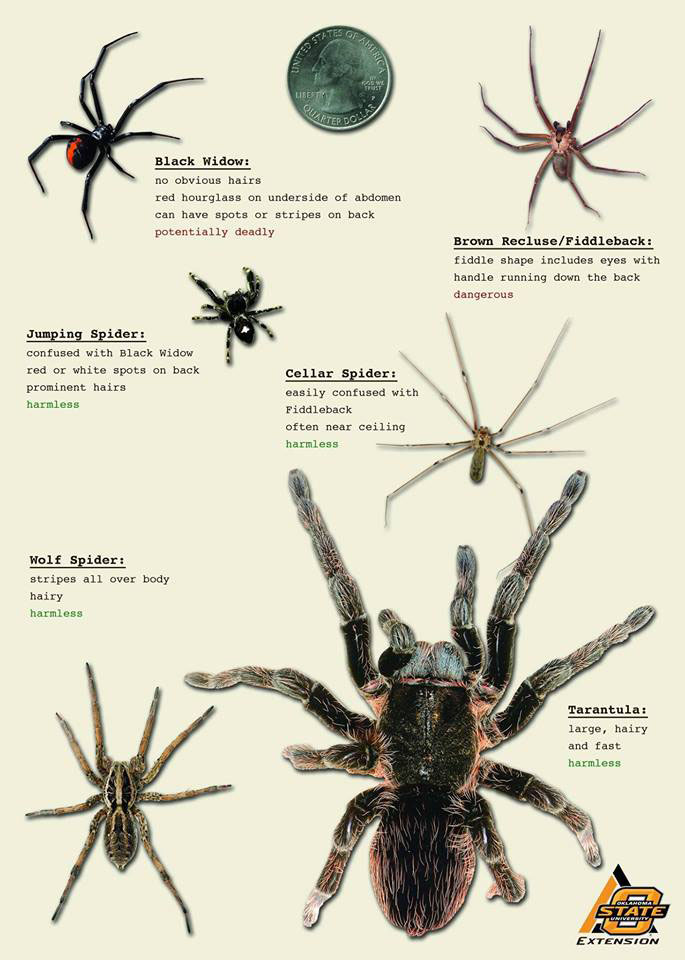 Spider identification sheet