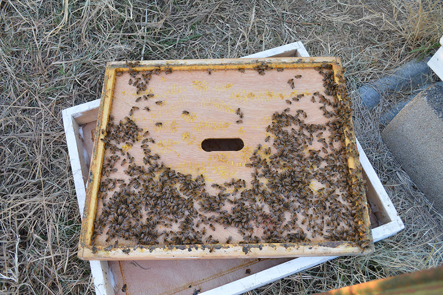 bees2900.jpg