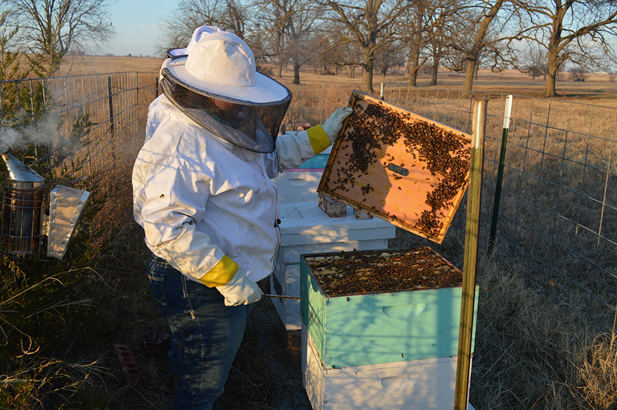 bees900.jpg