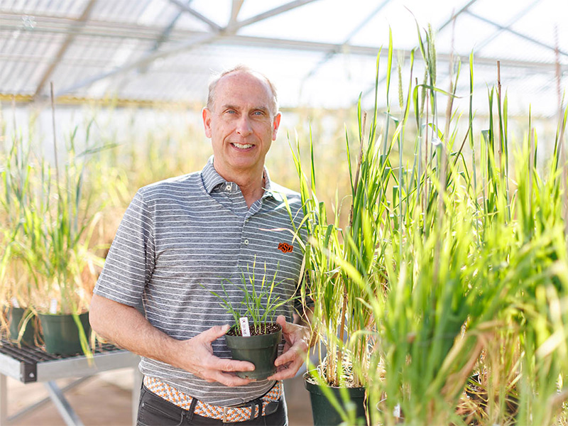 Carver holding an OK20708 wheat variety in his greenhouse