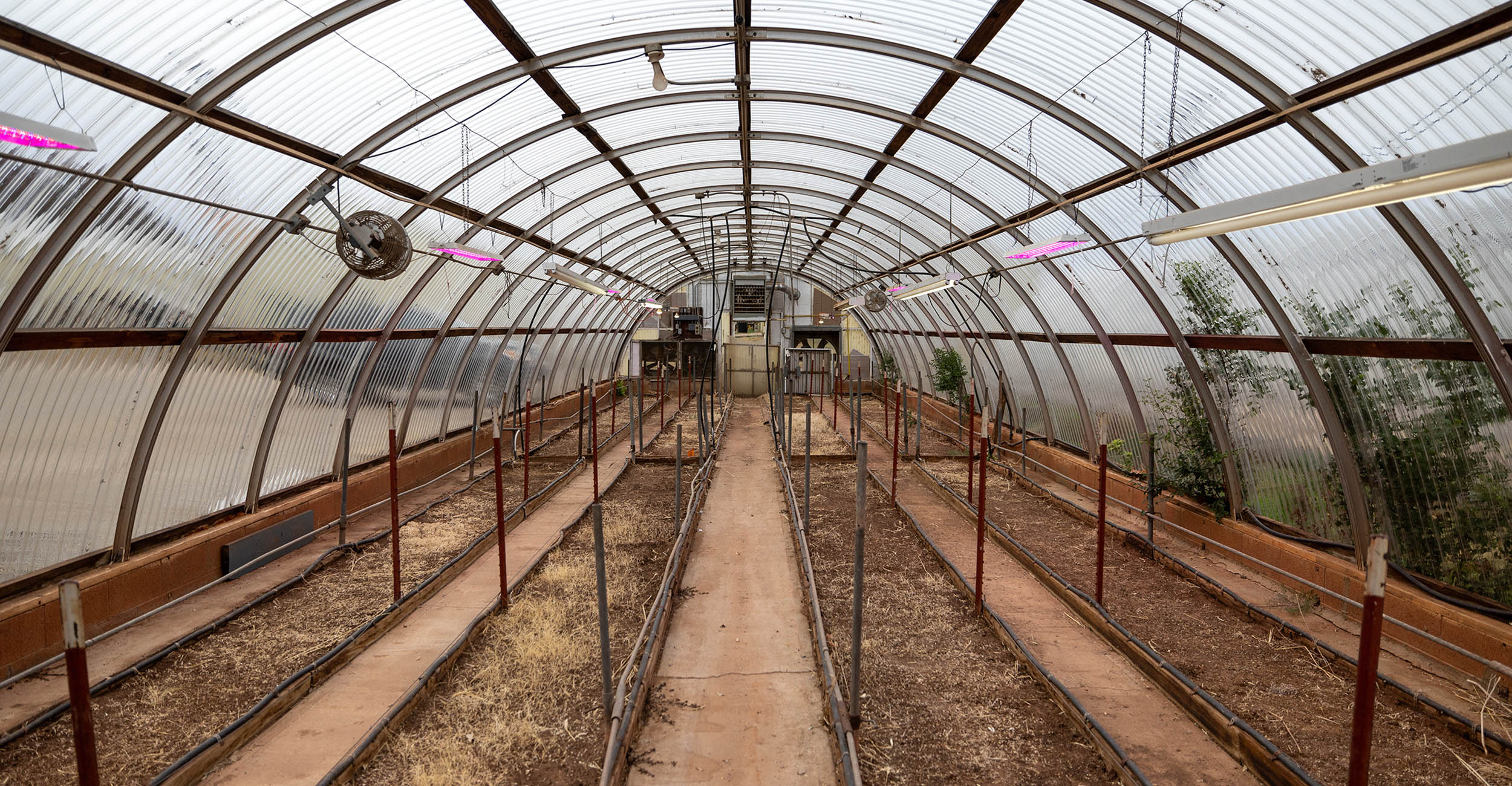 An empty greenhouse with clear wall and ceiling panels. There are steel fence posts driven into the ground every few feet to mark where wheat plants will be planted.