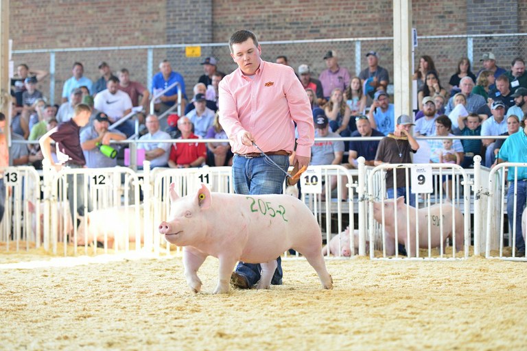 2018 Champion Yorkshire Gilt and Cooper Wood