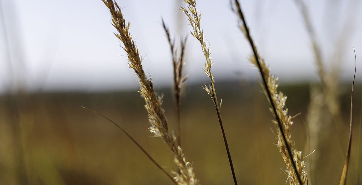 A couple stems of yellow, golden Indian grass.