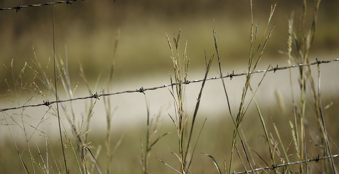 Big bluestem yellow and green grass in front of and behind barbed wire.