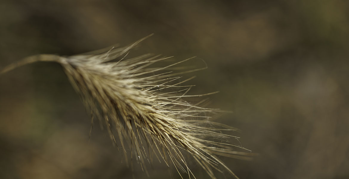 A microscopic shot of a stem of yellow, golden wildrye grass.