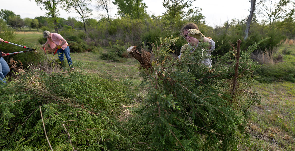 A female OSU student with black glasses and brown hair drags a chopped down cedar tree. A male OSU student in jeans, an orange shirt and a hat bends over in the background to chop down another cedar tree.