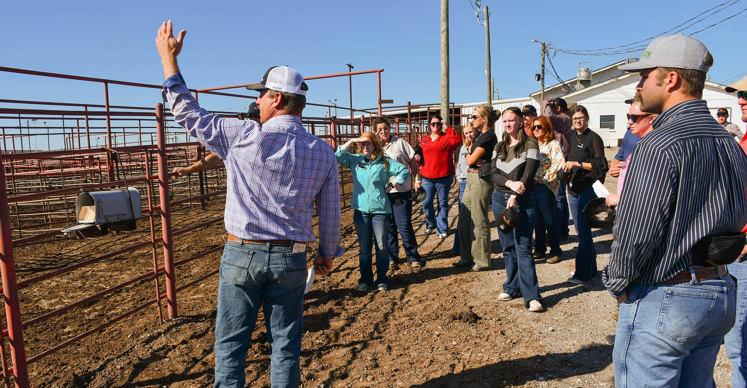 Twenty- and 30-something men and women stand at a fence looking at cattle in a pen at the Apache Livestock Auction.