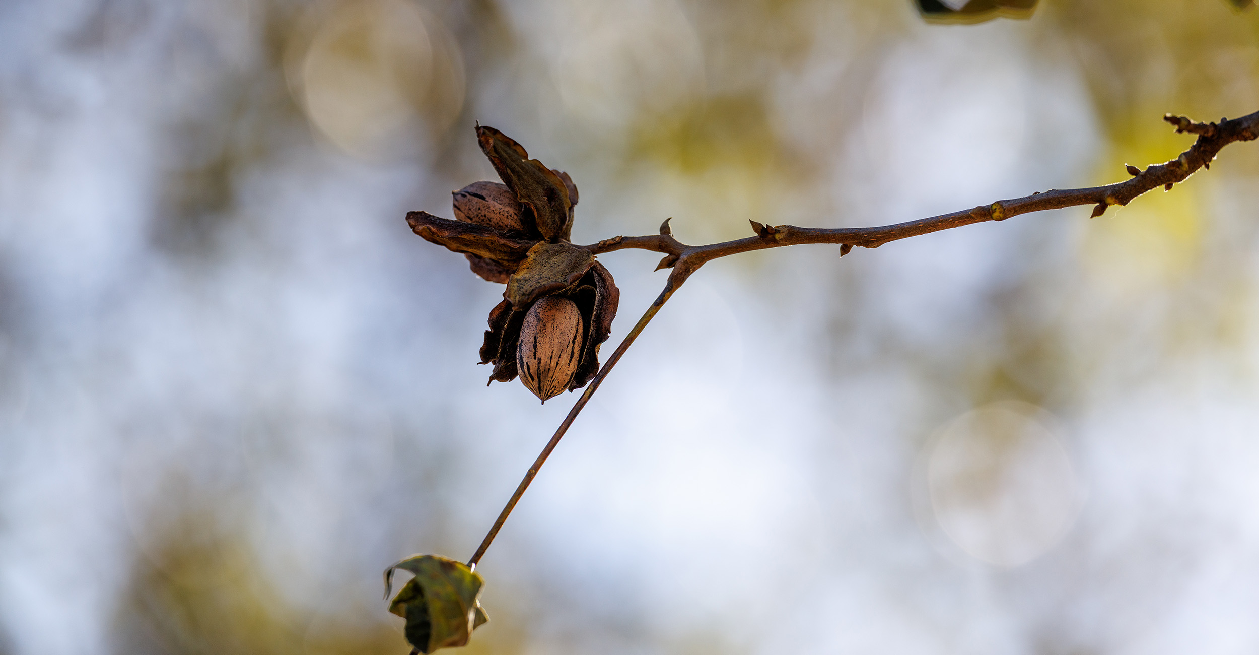 Oklahoma Pecan Growers Association to celebrate 100th anniversary at annual convention