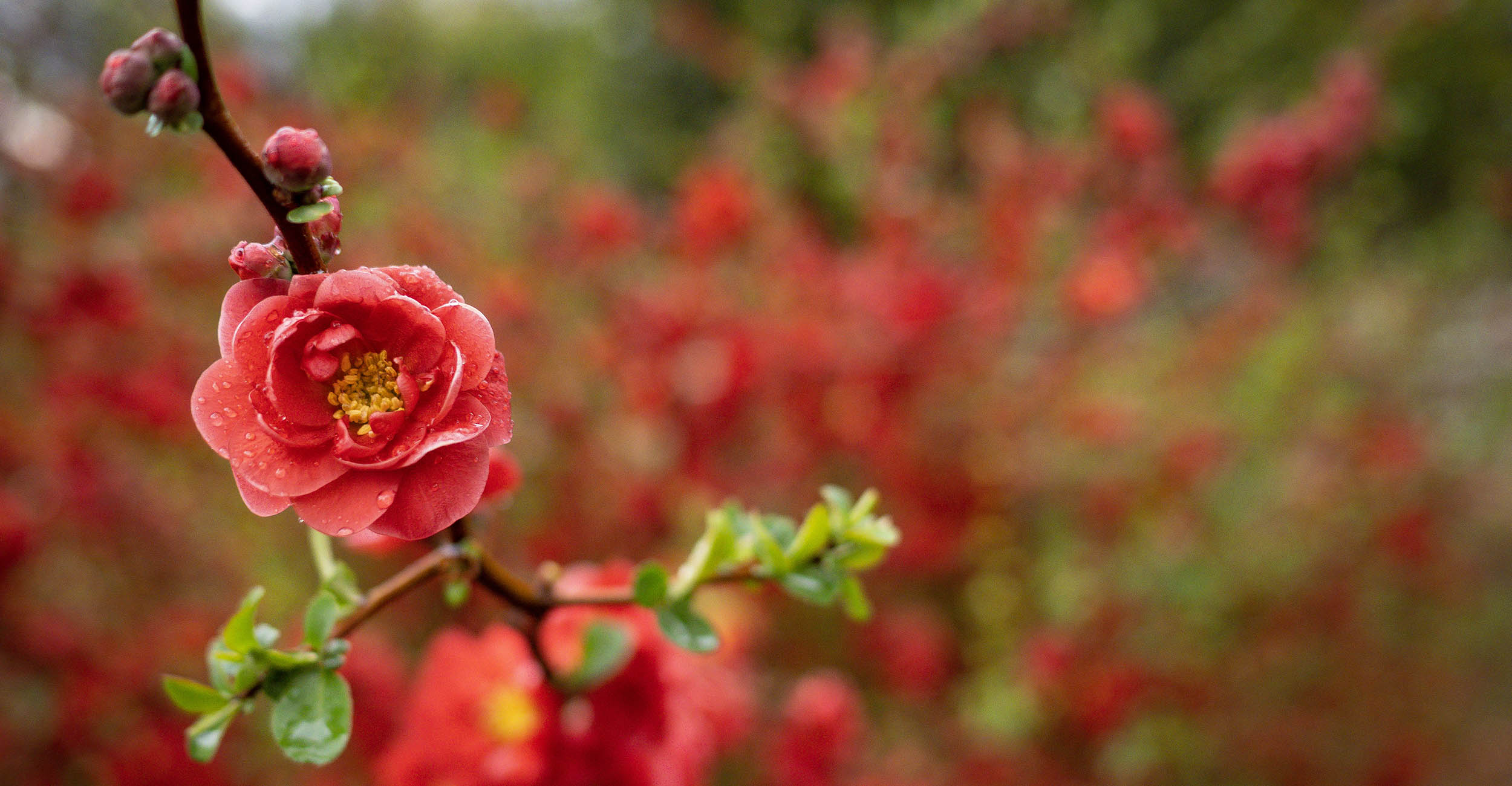 A zoomed-in photo of a flowering quince on the bush with water droplets on the petals.
