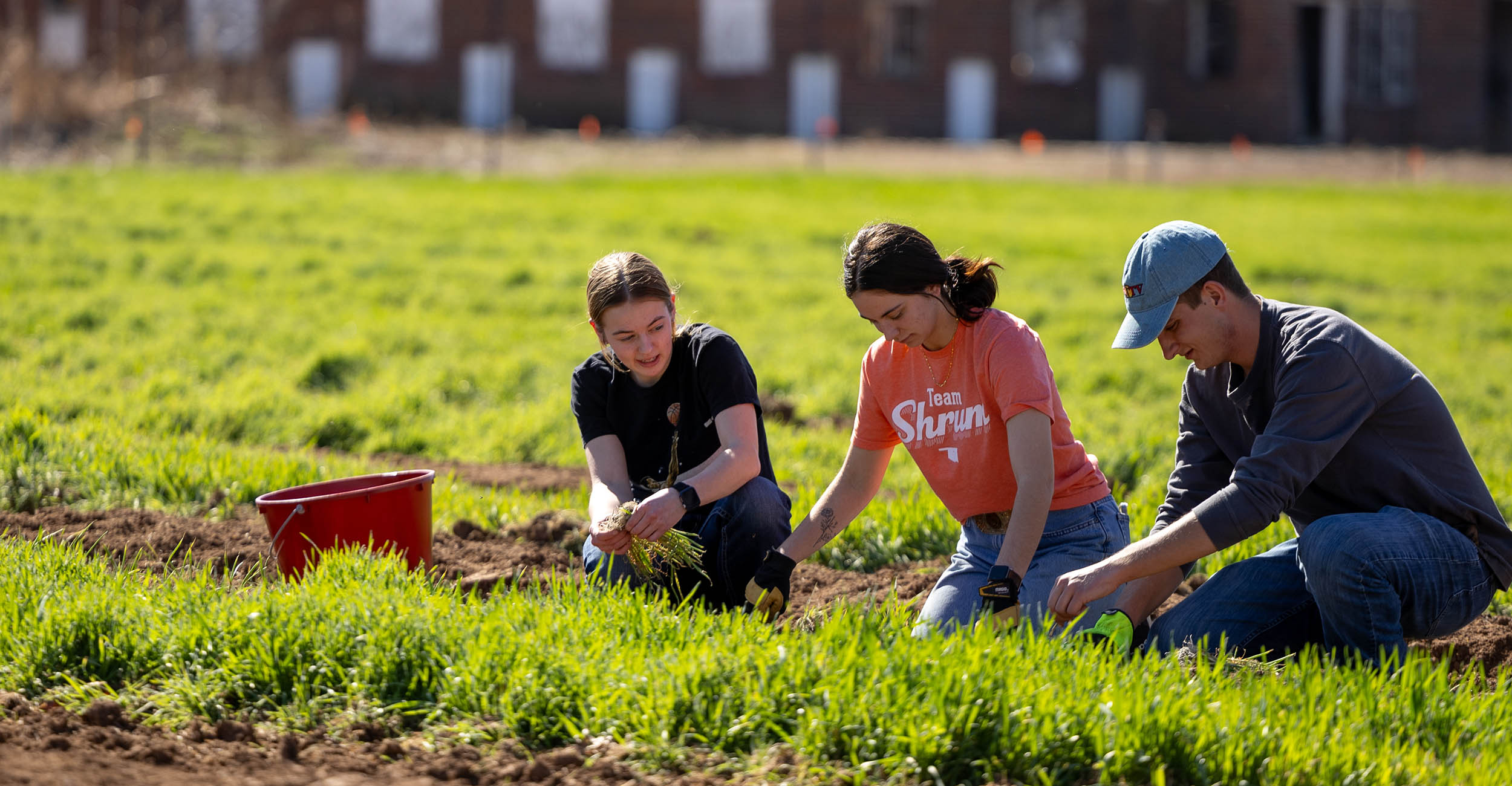 From left to right, two young women and a young man crouch down in between rows of a garden to plant green onion seedlings. The far left woman is wearing a black T-shirt, the middle woman is wearing an orange T-shirt and the man is wearing a long-sleeved navy T-shirt and a gray hat.