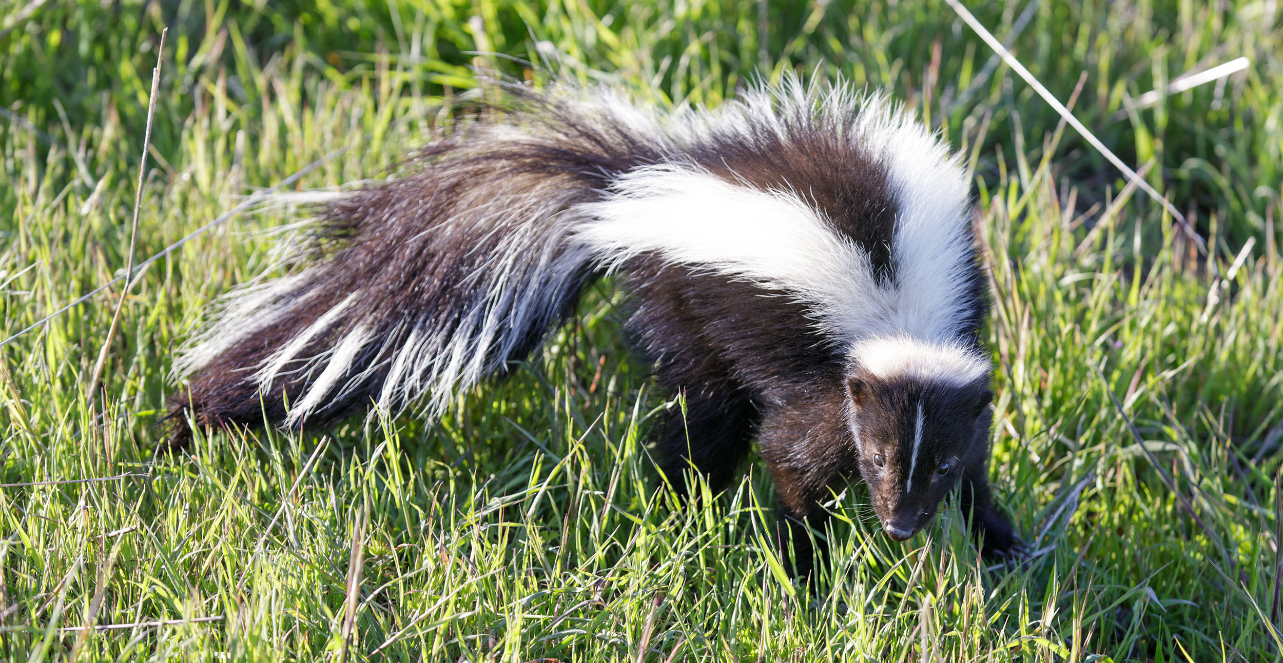 Skunks can cause more than smelly problems for pet owners | Oklahoma State  University