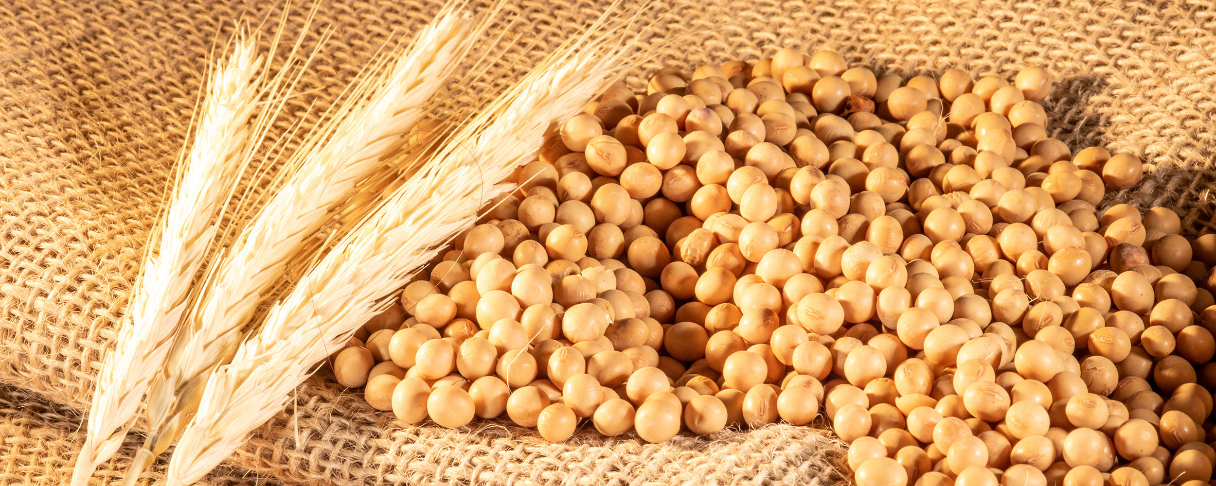 wheat and soybeans