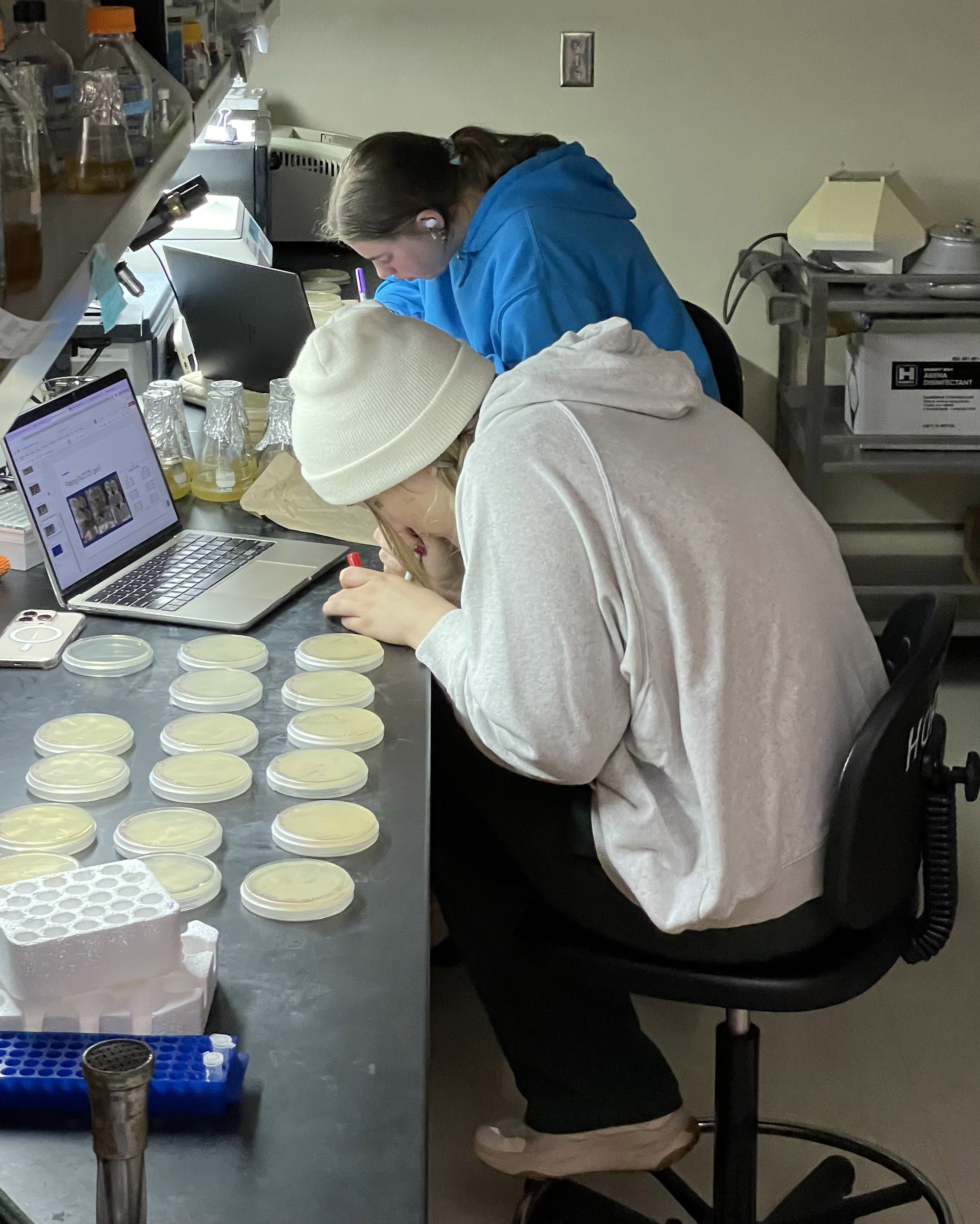 Madison Neal and Amber Dohmen plate bacteria.