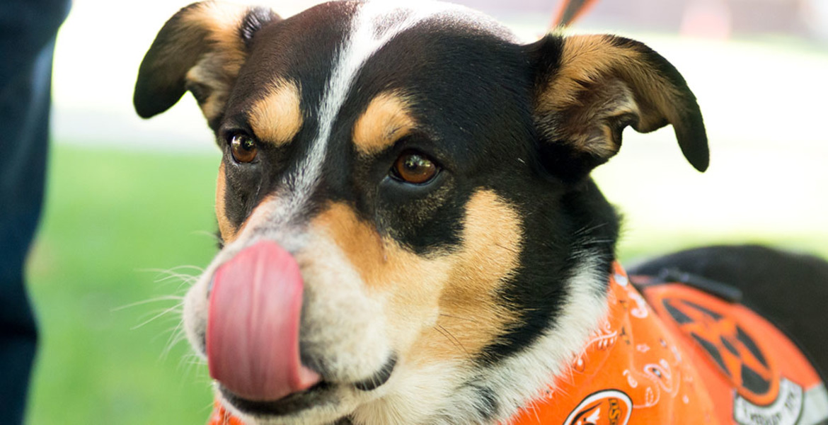 College of Arts and Sciences Celebrates National Dog Week