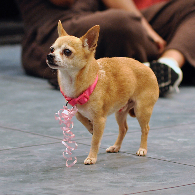 a chihuahua actor wears a pink ribbon and collar