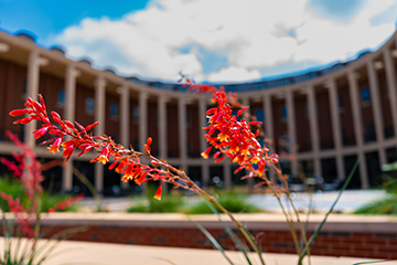 Orange flowers outside OSU's Business Building