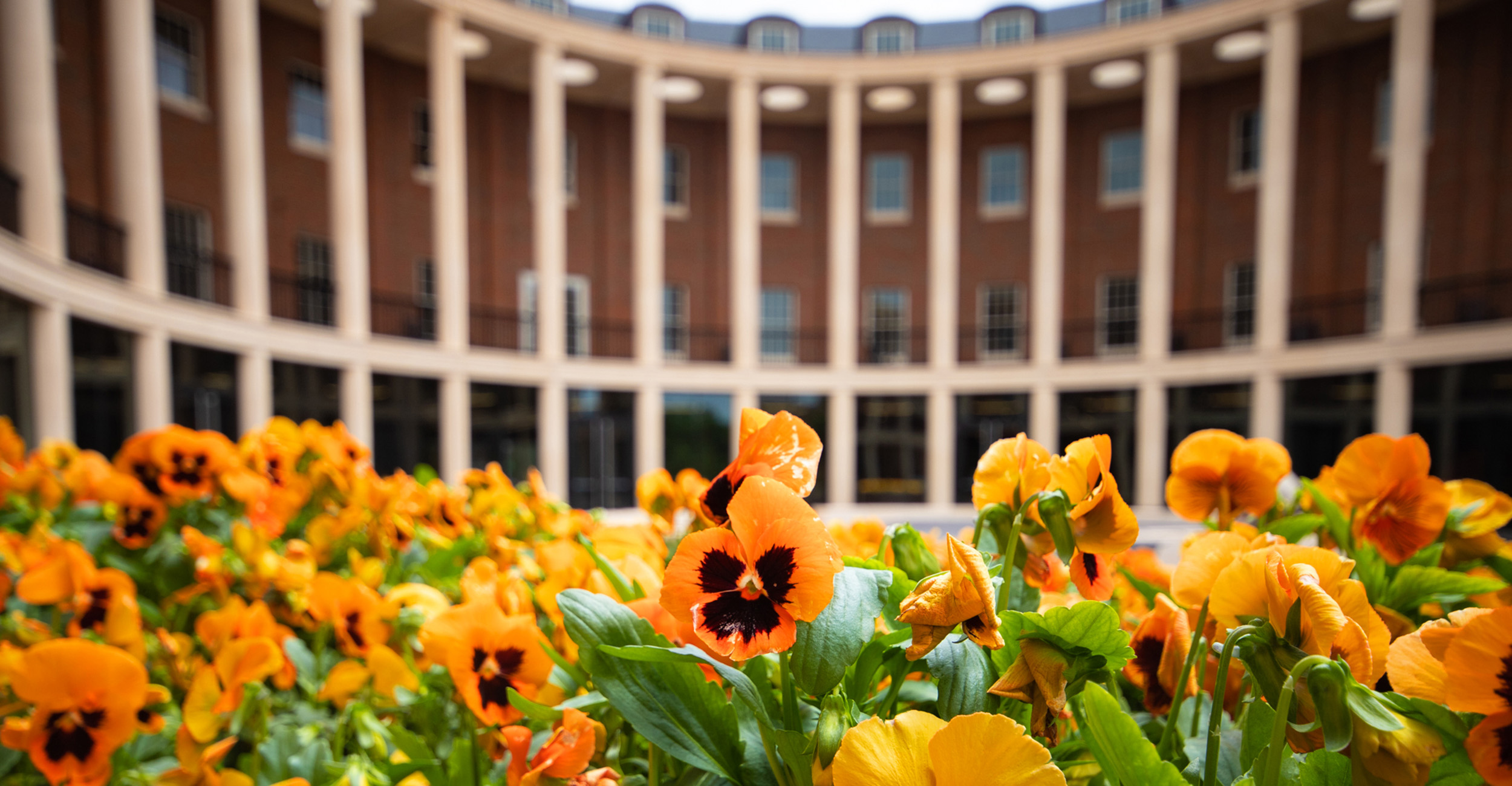 An OSU campus scenery photo. Orange flowers grow outside the Business Building.