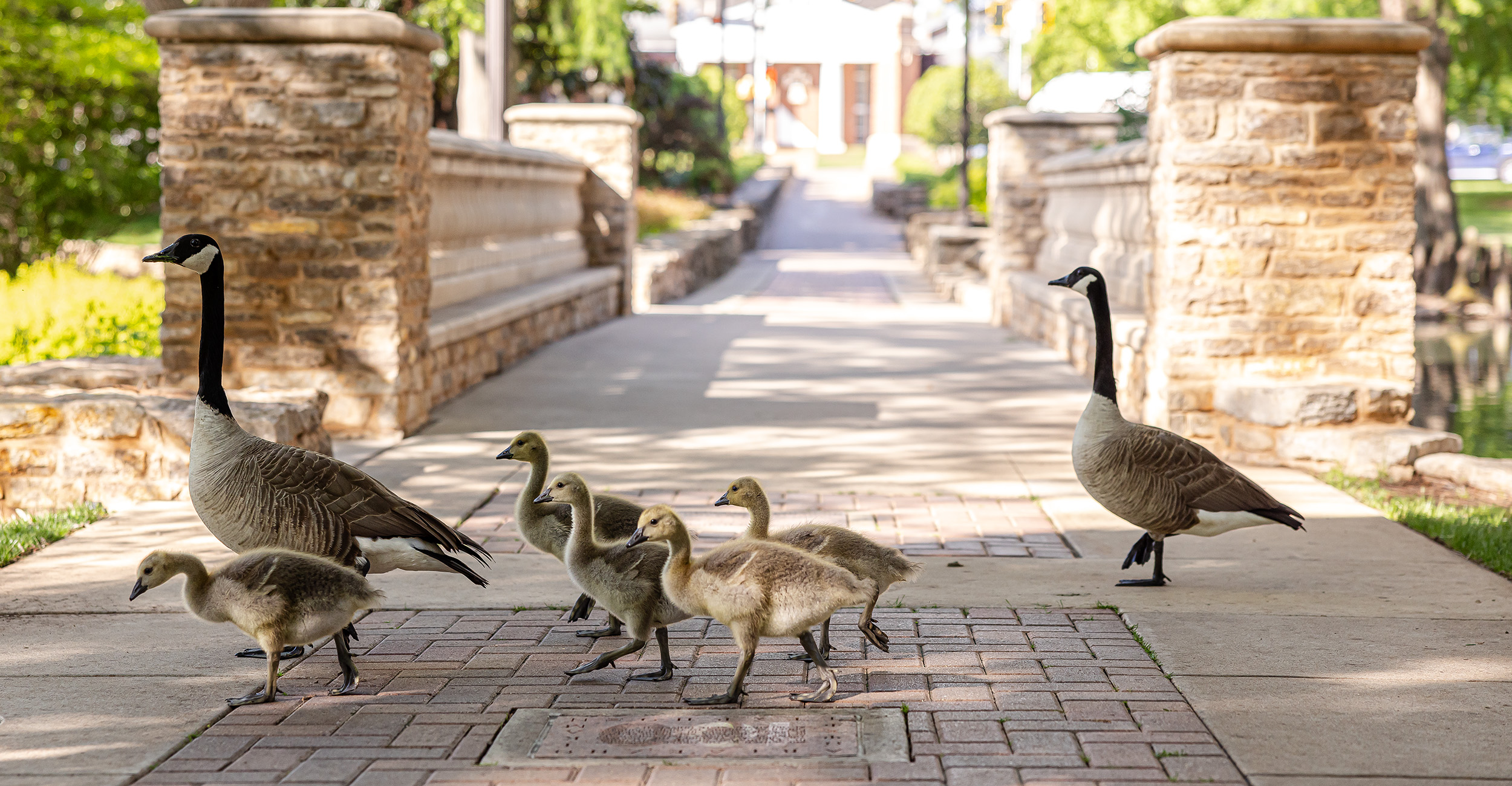 A family of geese, including two adult geese and six goslings, is walking across a paved pathway in a park. The pathway is flanked by stone railings and leads to a distant building surrounded by greenery. The scene is well-lit with sunlight casting shadows on the ground.