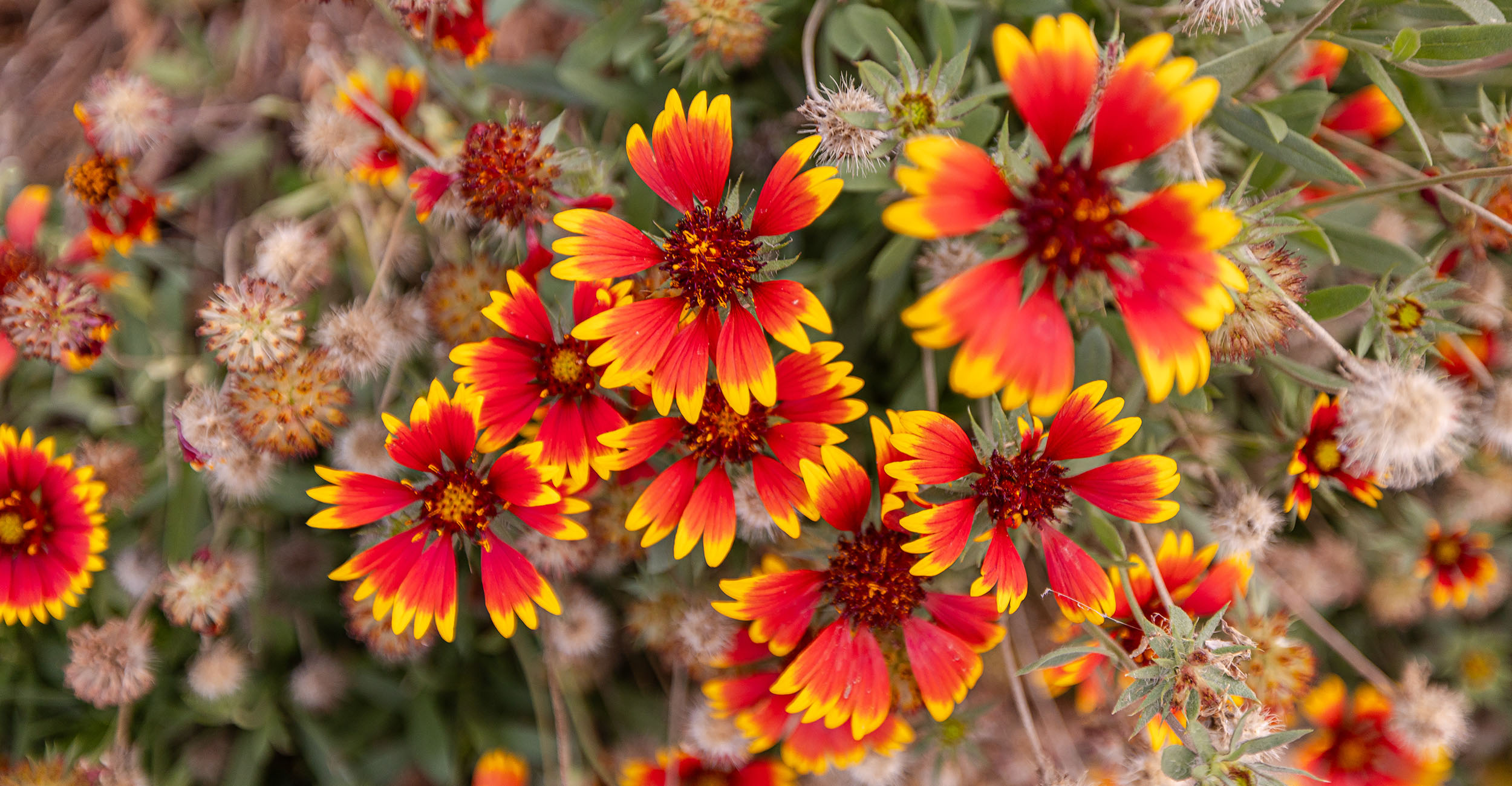 A cluster of red and yellow blanket flowers in full bloom, surrounded by dried seed heads and green foliage. The petals feature red centers with bright yellow tips, standing out against a muted natural background.