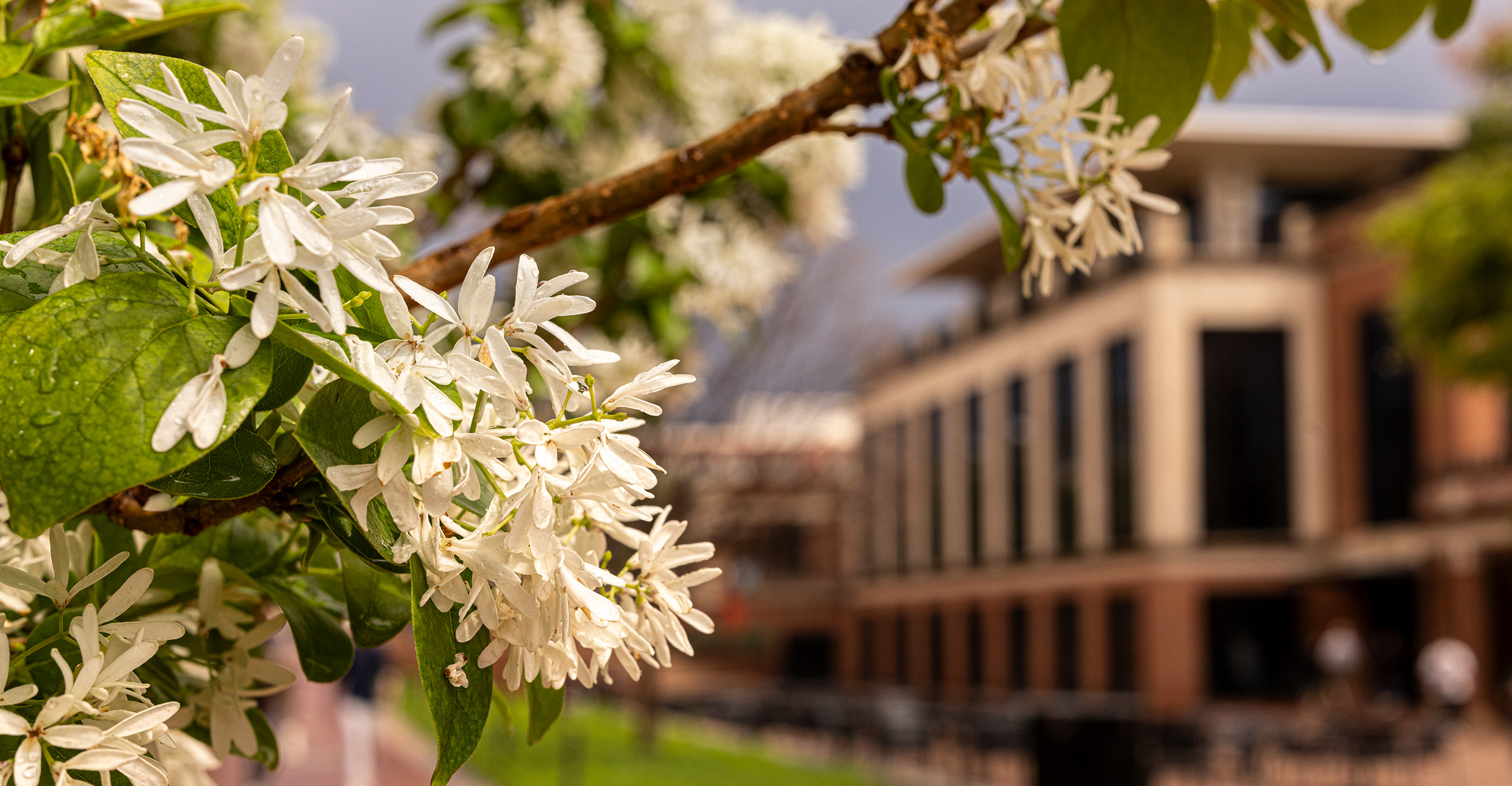 White spring blossoms on a tree branch fill the foreground, with a softly blurred multi‑story campus building in the background, highlighting seasonal blooms on a university campus.