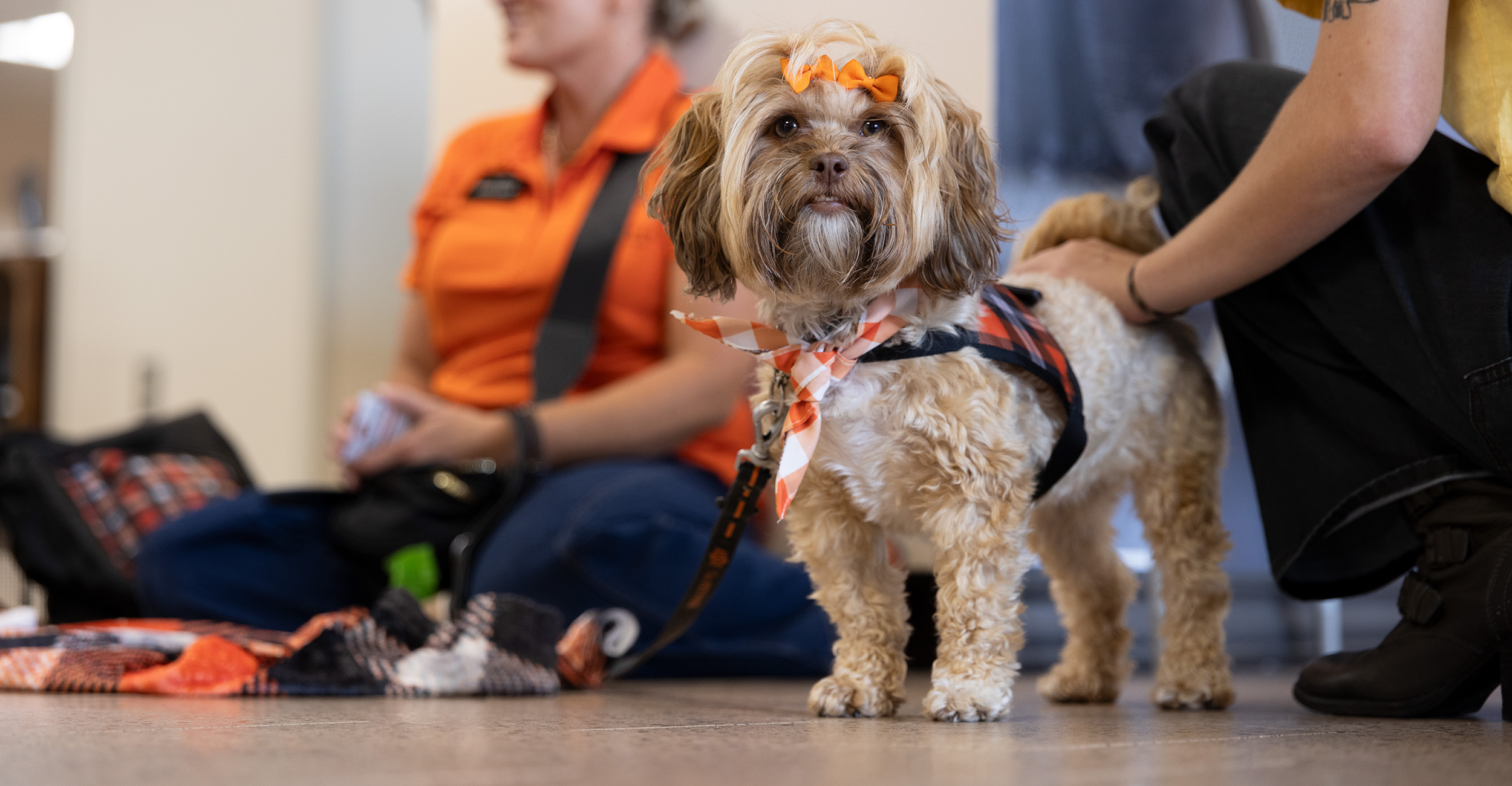 A small dog wearing orange-and-black accessories stands indoors while being petted during a National Dog Day event on the Oklahoma State University campus.