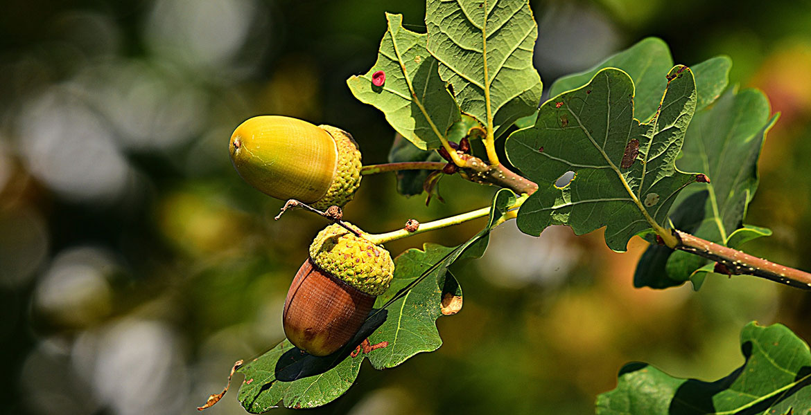 oak leaves and acorns